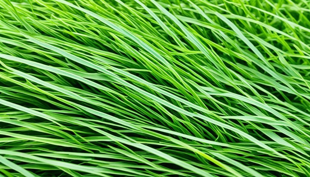 Zoysiagrass in transition zone Zoysiagrass in transition zone